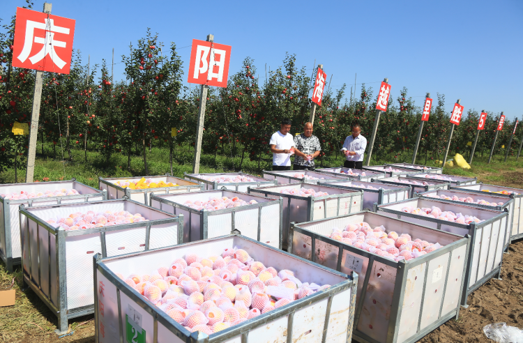 9月20日，慶陽海越農(nóng)業(yè)發(fā)展有限公司早勝基地蘋果喜獲豐收，吸引了外地客商前來采購。圖為客商正在查看果品。特約攝影 李建琪 攝