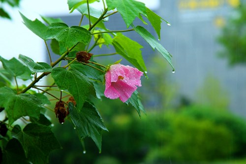 0e38d6e5c87a8e1ce0ab5901d63ac6b2_wKhJEVmx8GgEAAAAAAAAAAAAAAA133_副本.jpg